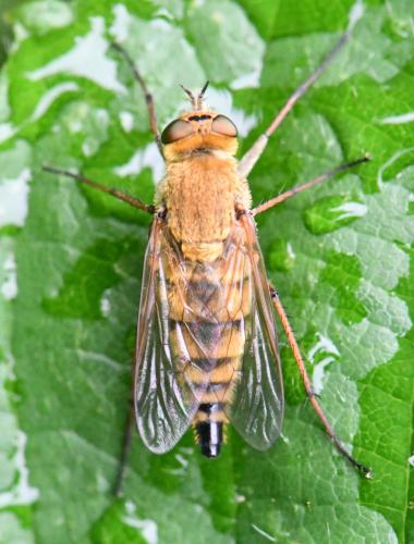 Thereva nobilitata